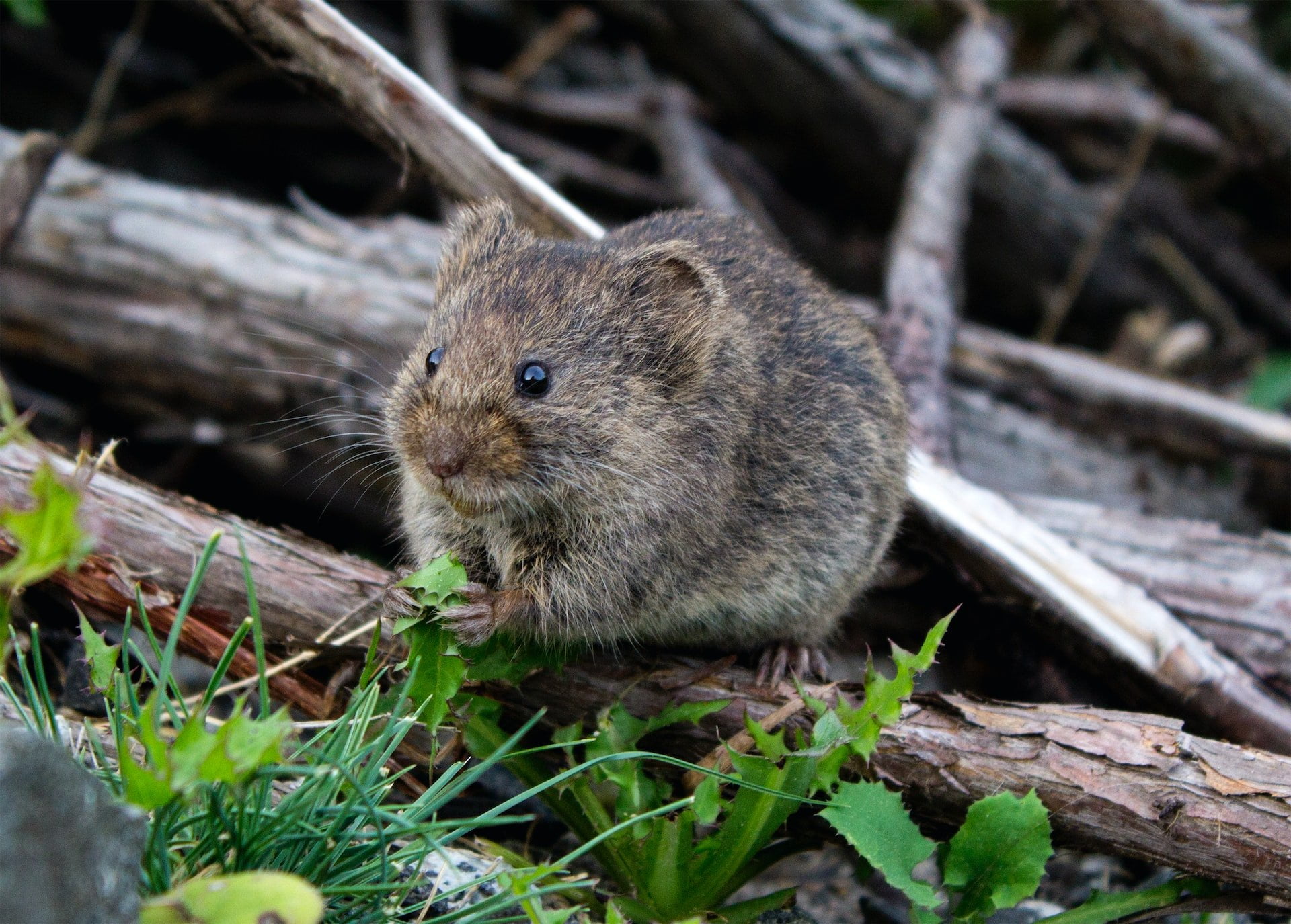 Exterminateur souris: éradication complète des nids de rongeurs