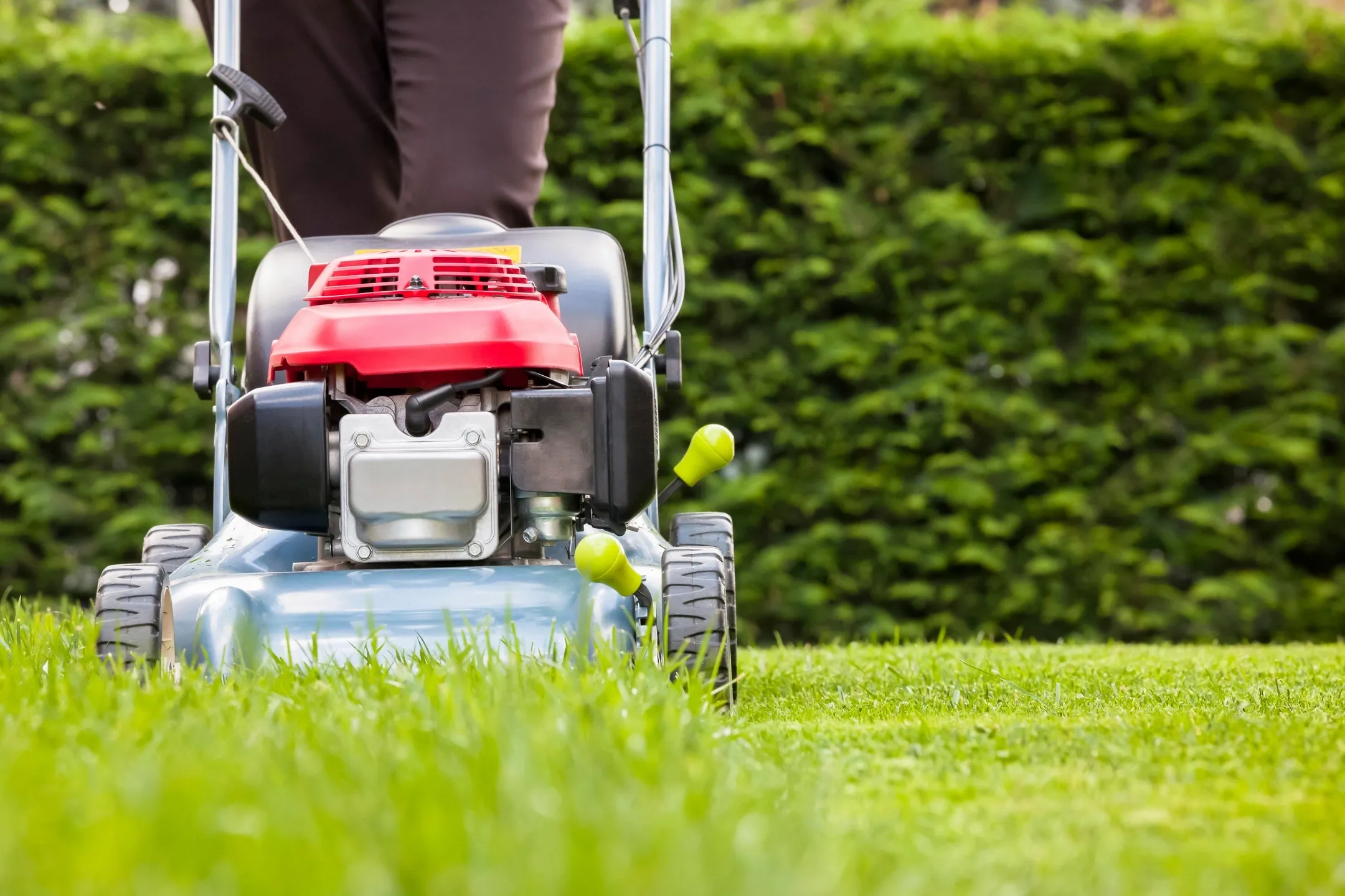 tree and garden services