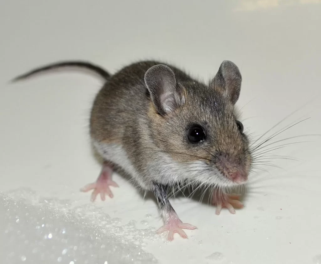 Rodent: Strategies to Prevent Mice from Overrunning Your House