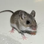 Rodent: Strategies to Prevent Mice from Overrunning Your House